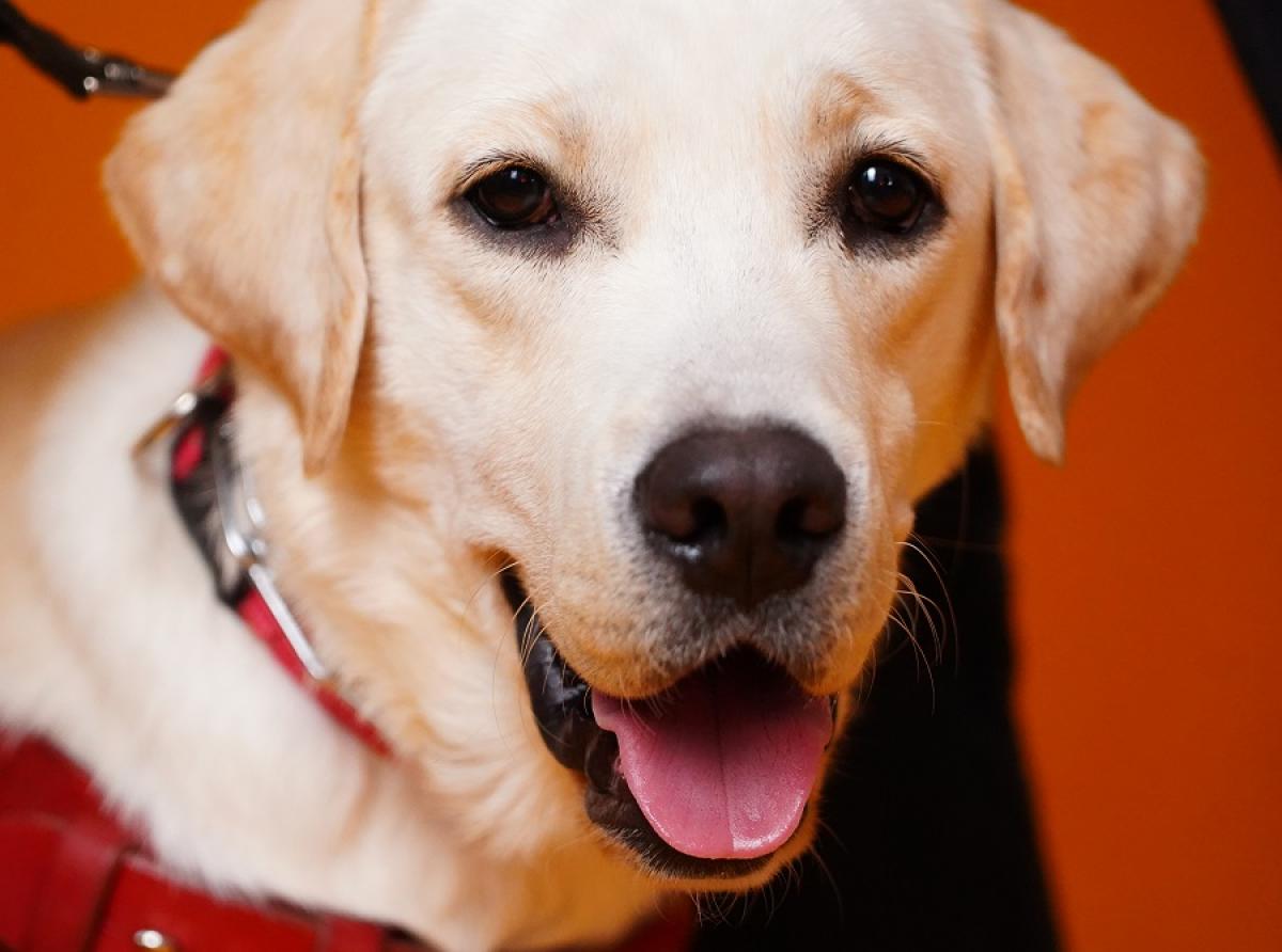 Пес-поводырь получил официальный студенческий билет в Самарском государственном Институте культуры